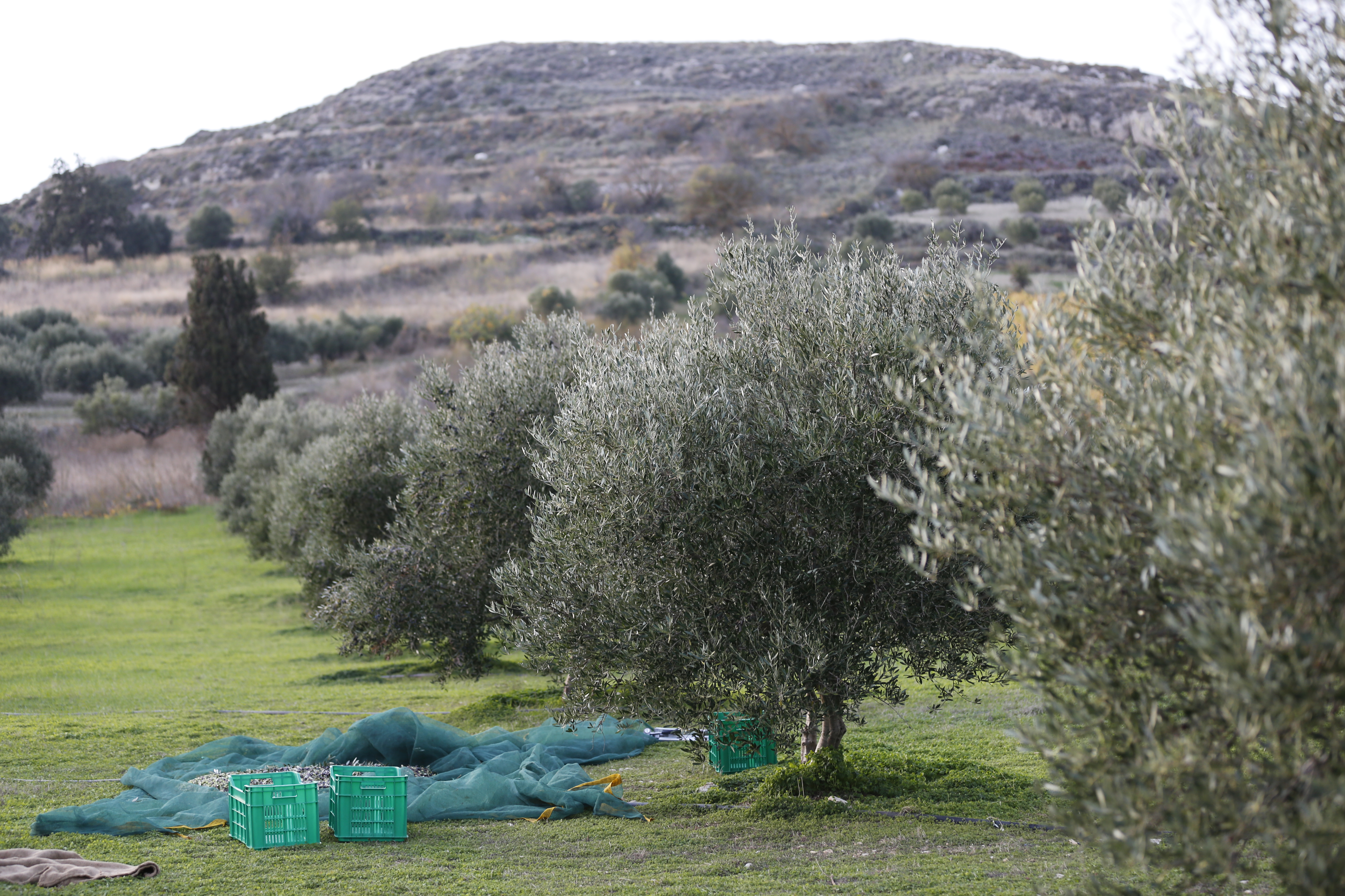 H Eμπειρία του Ελαιοτουρισμού  μέσα από 3 σημεία της Κρήτης δημιουργεί αυθεντικό βίωμα 